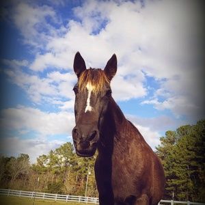 Meet your Posher, Amber